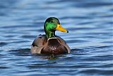 Mallard